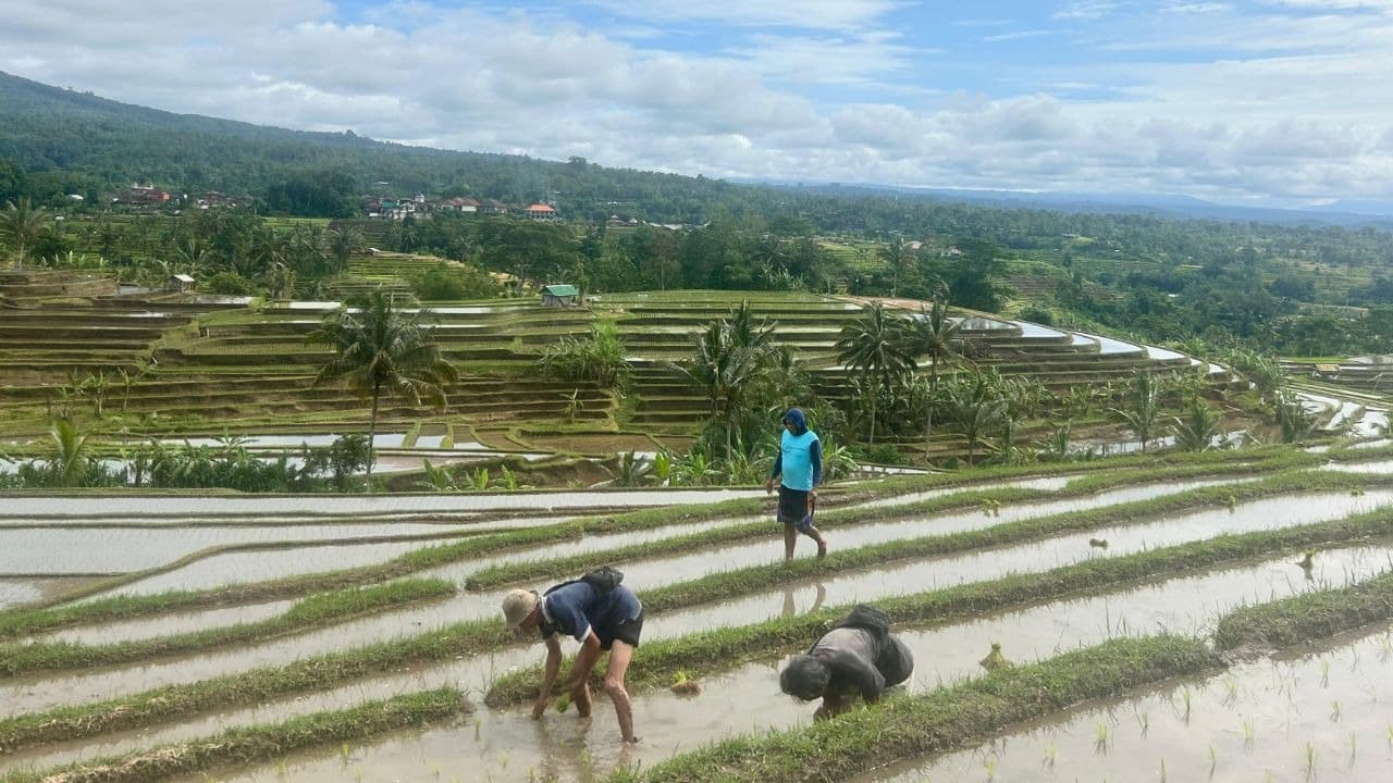 Red Rice Planting Season