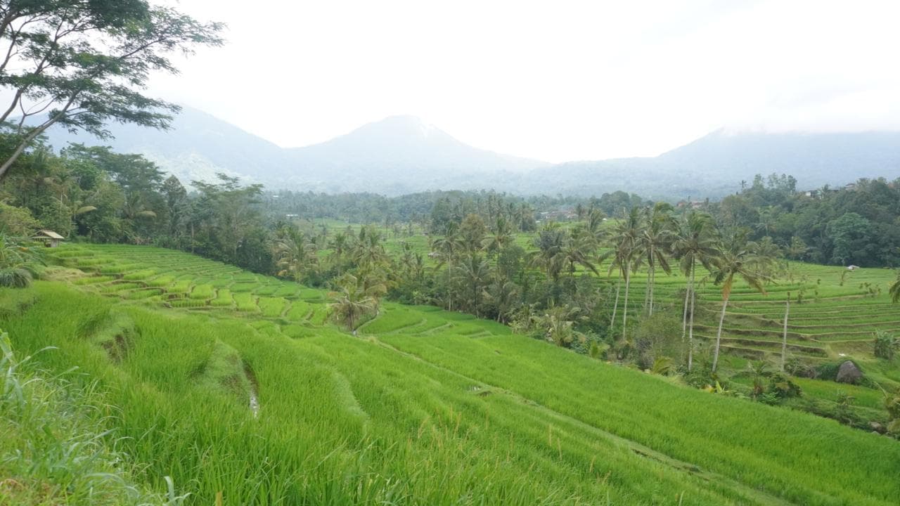 Jatiluwih Today 5